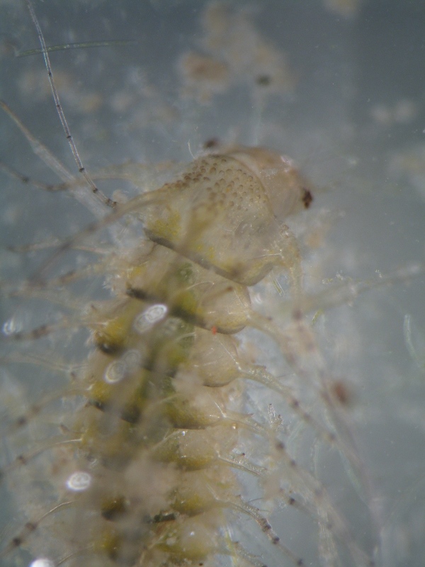 Larva di Haliplidae